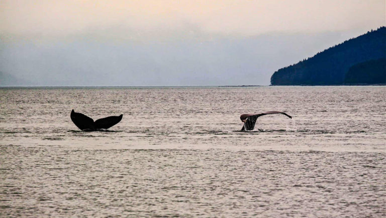 whale tails showing above water at dusk in alaska with mountains in the distance