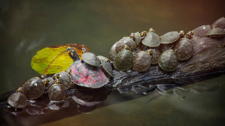 Turtle with about 15 baby turtles piled together on top of each other on a log in a river in the Peruvian Amazon