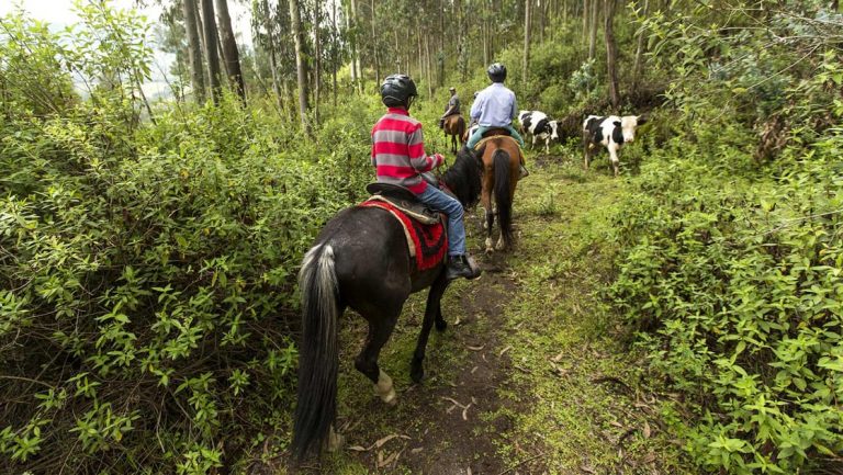 Travelers in helmets horseback ride through lush landscape of Ecuador's mountains, following a trail by black & white cattle.