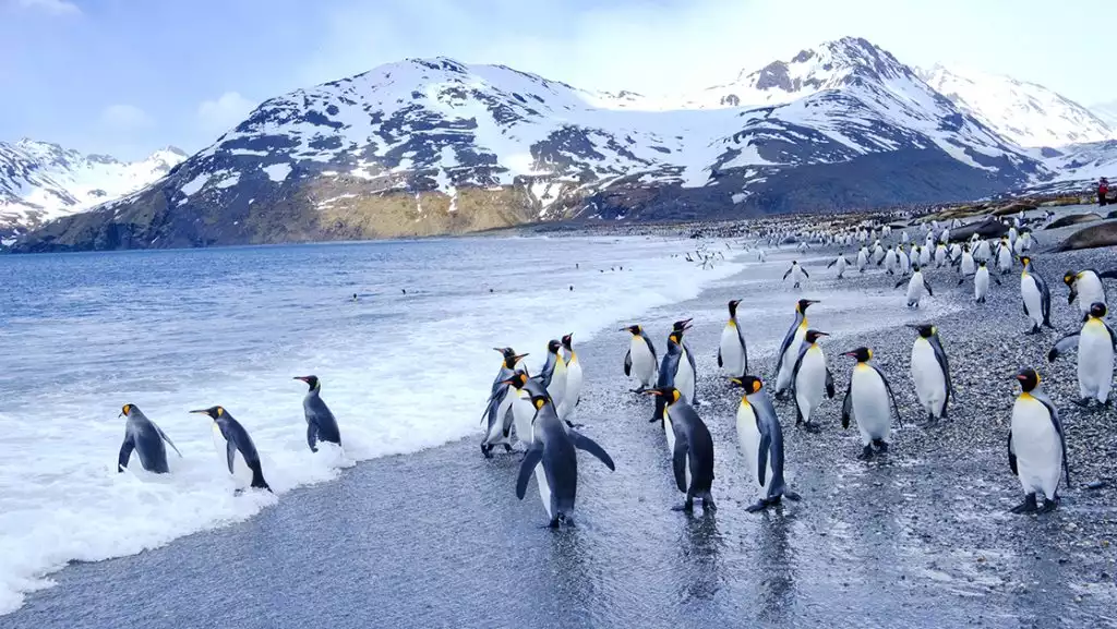 A large colony of King penguins gather on the long rocky shoreline of South Georgia island in Antarctica