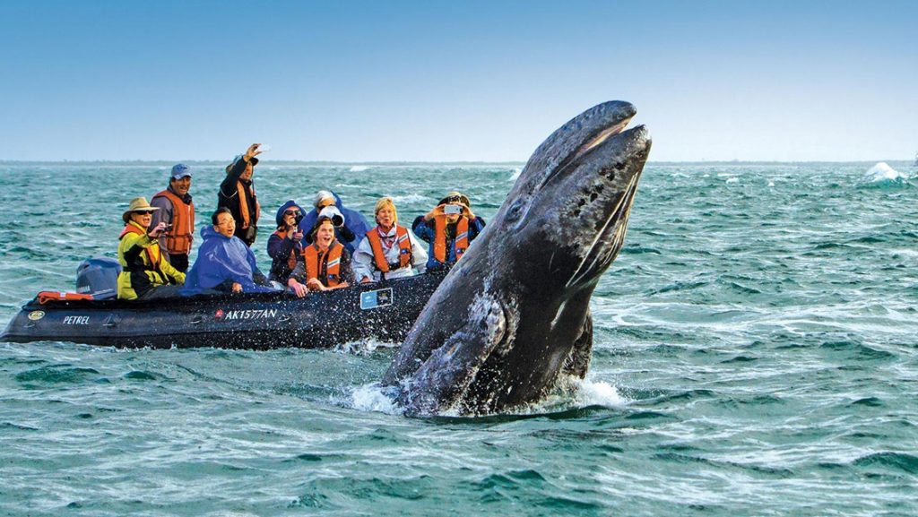 A large gray whale breaches the teal ocean surface jumping into the air as a zodiac boat full of excited Baja travelers watch