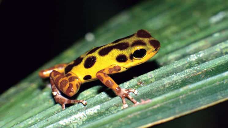 A bright yellow tree frog with black spots and red legs on a leaf in Panama.
