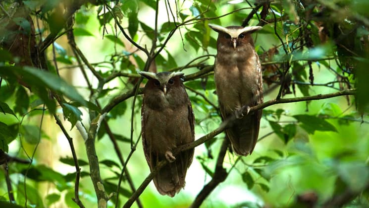 two owls sit next to each other in the jungle canopy at sacha amazon eco lodge