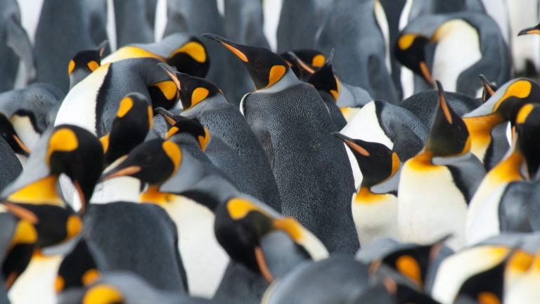 a colony of king penguins in antarctica