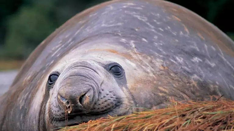 elephant seal relaxing on its stomach atop brown grass in patagonia
