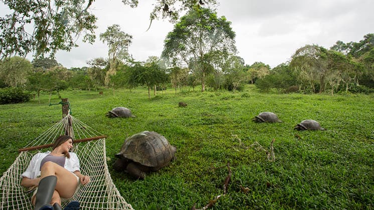 galapagos adventure traveler laying on a hammock above a field full of tortoises