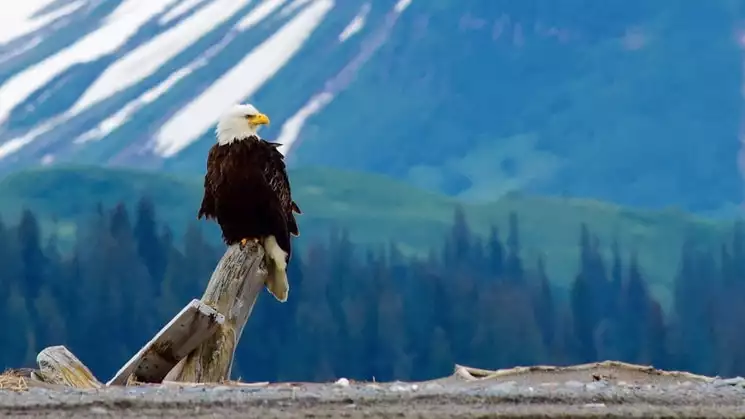 bald eagle sitting on a log with snowy and green mountains in the distance on a sunny day in alaska