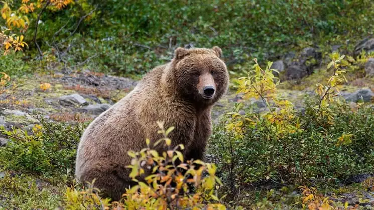 alaskan brown bear standing in green and yellow foliage