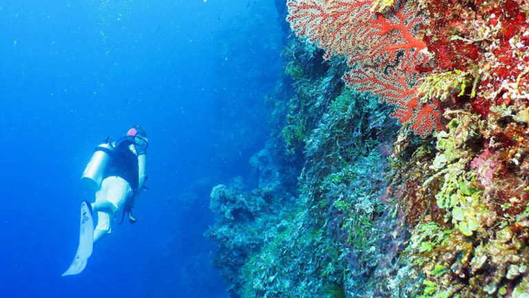 traveler scuba diving alongside a vibrant reef on the Islands of Indonesia small ship cruise