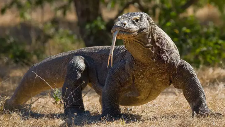large komodo dragon standing on dry ground with trees in the background with its forked tongue sticking out