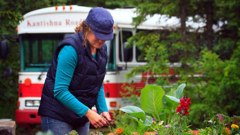 Woman picking items out of the garden at the kantishna roadhouse wilderness lodge in denali national park with a school bus behind