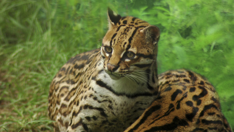 jaguar in the ecuadorian amazon forest