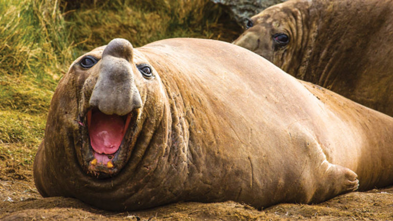 elephant seal with mouth wide open in Admiralty Fjord in Karukinka National Park, Tierra Del Fuego, Patagonia, Chile