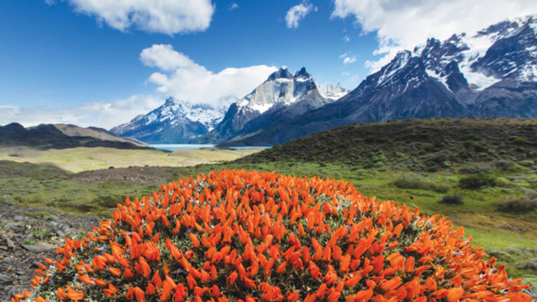 Patagonian Scarlet Gorse Guanaco Bush or Fire Tongue wildflowers in Torres Del Paine National Park with mountains in the background