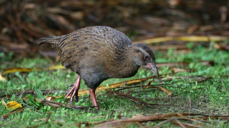 Up-close of a brown flightless Weka bird, endemic to New Zealand walking on green grass.