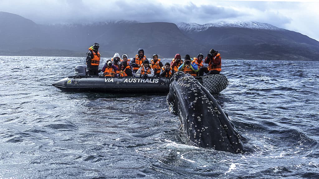 adventure travelers wearing life jackets riding in a black skiff watch and take pictures of a whale sticking its head out of the water on a cloudy day in patagonia