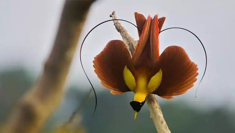 A gold-and-mauve-colored small bird with wings on display while standing on a tree branch as seen on the Sailing Indonesia: The Spice Islands voyage.