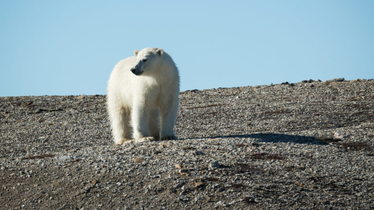 Solo polar bear looking back at a baron landscape of rock in Svalbard