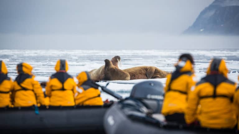 Guests on zodiacs viewing several walrus's in the ocean playing together in Svalbard