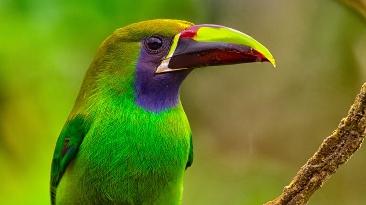 A green, purple and yellow tropical bird. Emerald Toucanet.