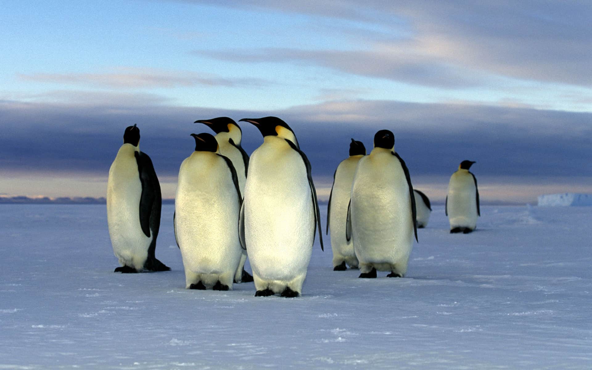 Арктика и Антарктика пингвины