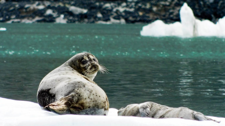 Two seals resting on ice berg looking back at camera.