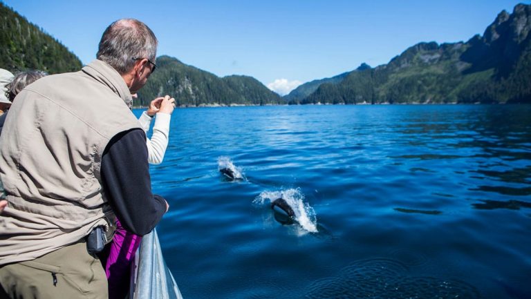 Travelers lean off a boat to photograph Dall's Porpoise coming above calm blue water on the Alaska Grand Adventure.