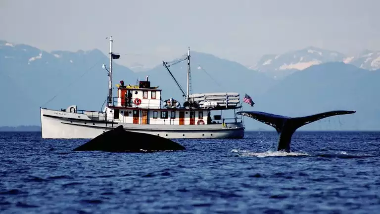 With a silhouetted mountain range backdrop, the historic Alaska small ship Catalyst floats on the water as two whales breach the water in front of it.
