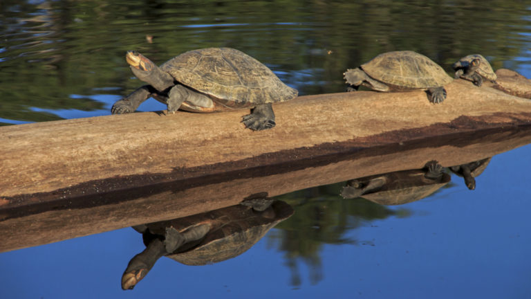 Several turtles on a log in the calm amazon with their reflection in the water