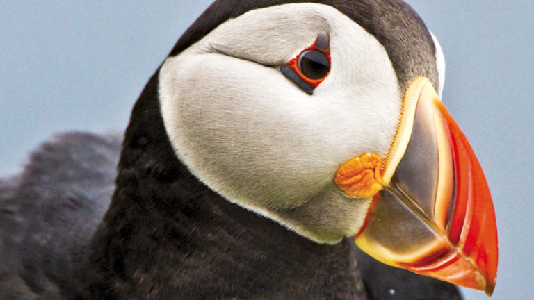 Close up of an Atlantic puffin bird with a bright orange, red, and yellow beak