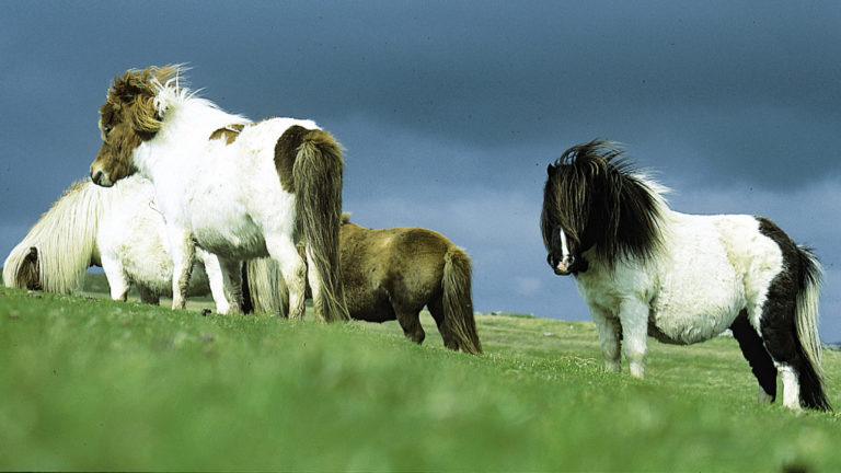 Four white, brown, and black haired Shetland ponies in a green field in the Shetland Isles of Scotland