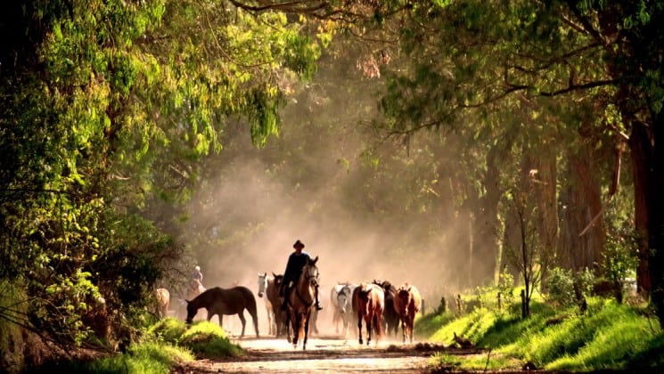 cowboy driving horses down dusty, tree-covered road on andes highland haciendas land tour in ecuador