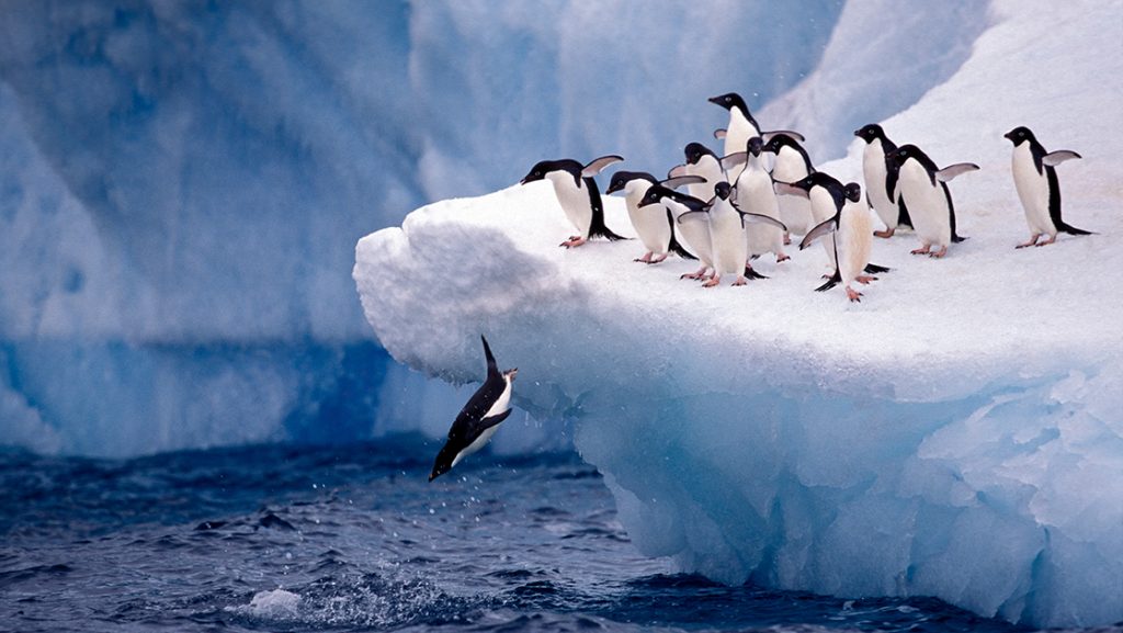 A group of Adélie penguins prepare to follow the leader in front as it jumps from a white iceberg and into the ocean water below.