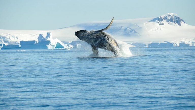 Humpback whale, breaching, Antarctica
