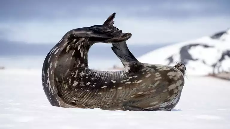 A seal stretches in a curled up pose atop a snowfield at Mikkelsen Harbor during the Whale Science Voyage in Antarctica.