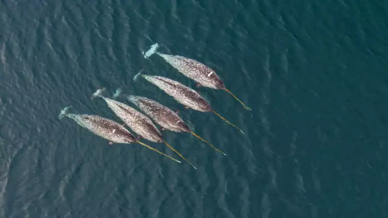 A group of 5 narwals swiming in dark water seen from above.