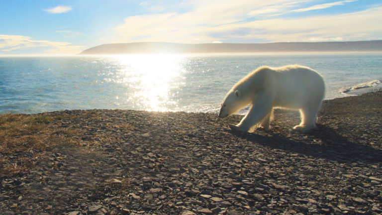 A polar bear walking along the shoreline in Canada's Arctic.