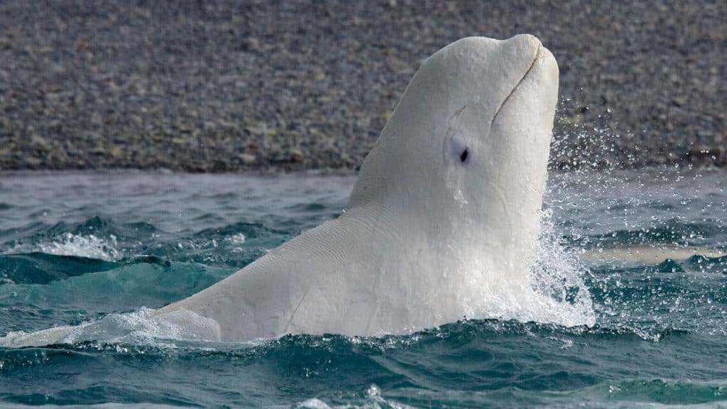 A beluga whale sticking his head above water along the shoreline.