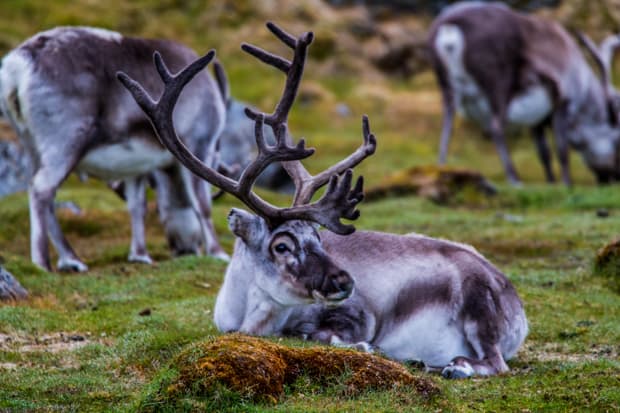 A reindeer laying on the grass in the foreground with other reindeer grazing in the background