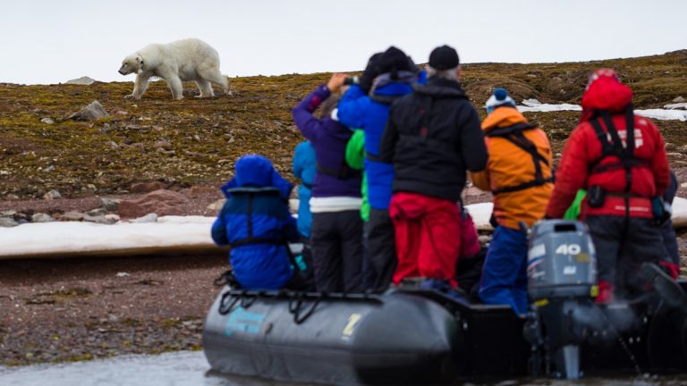 Group of Arctic travelers sits & stands in a Zodiac along the shoreline, photographing a polar bear.
