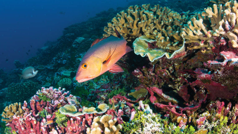 reef snapper swimming out from behind a coral head sitting atop a large colorful pacific islands reef