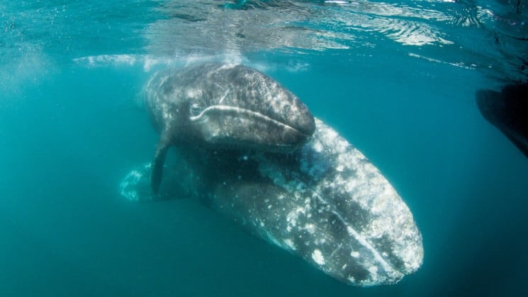 two humpback whales underwater near baja among the great whales cruise