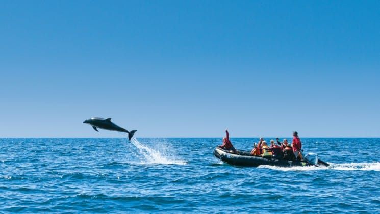 full zodiac behind jumping dolphin on baja among the great whales small ship cruise