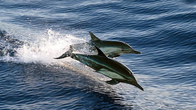 two dolphins jumping beside small ship on baja: a remarkable journey cruise