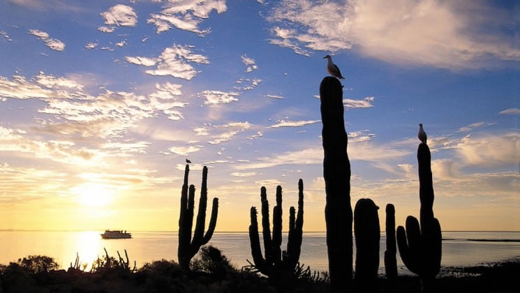 cacti at sunrise with baja: a remarkable journey small ship cruise in distance