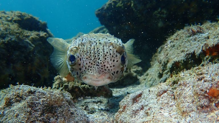 An up-close underwater photo of a puffer fish in Baja's Sea of Cortez. An off yellow fish with wide set large eyes and swollen lips covered in small brown spots.