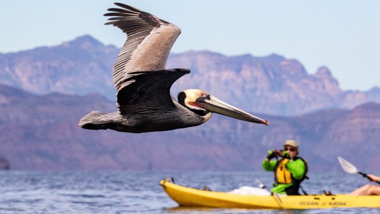 Sitting in a yellow kayak, a woman photographs a pelican flying across the ocean surface in front of her, a Baja mountain range fills the distance.