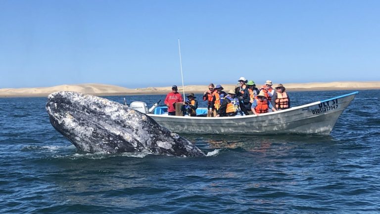 In Baja, a group of travelers stand aboard a panga boat taking photos of a grey whale that is breaching the ocean surface in front of them.