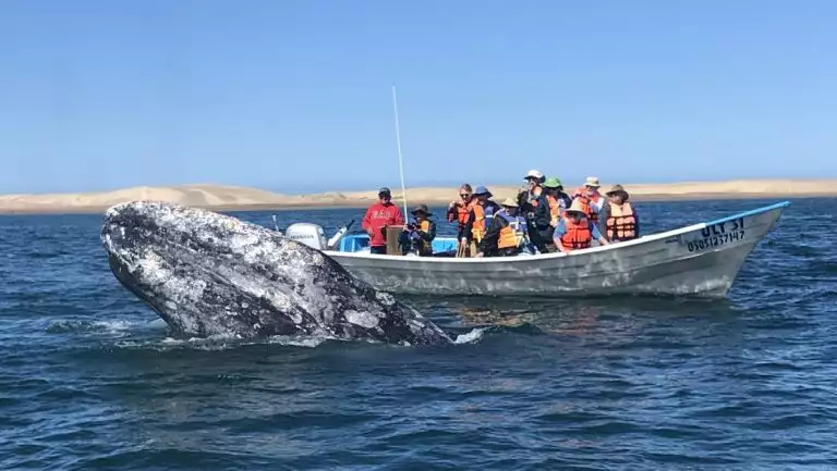 In Baja, a group of travelers stand aboard a panga boat taking photos of a grey whale that is breaching the ocean surface in front of them.