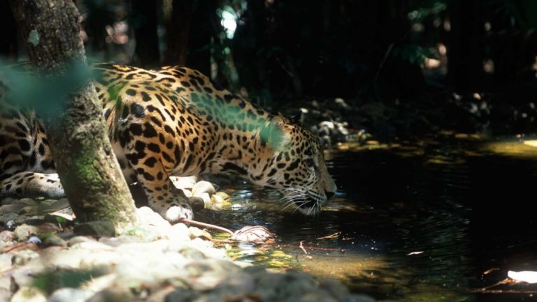Jaguar crouches beside a river in the dark forest with one bright spot of light hitting the ground beside it.